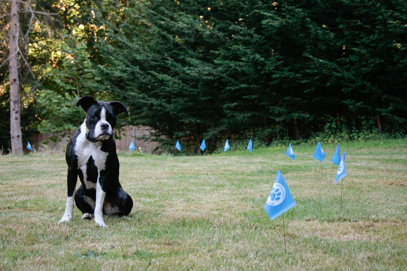 Educator FLAGS-50 Boundary Flags for E-Fence Underground Fence Containment System for Dogs, (Set of 50) - PawsPlanet Australia