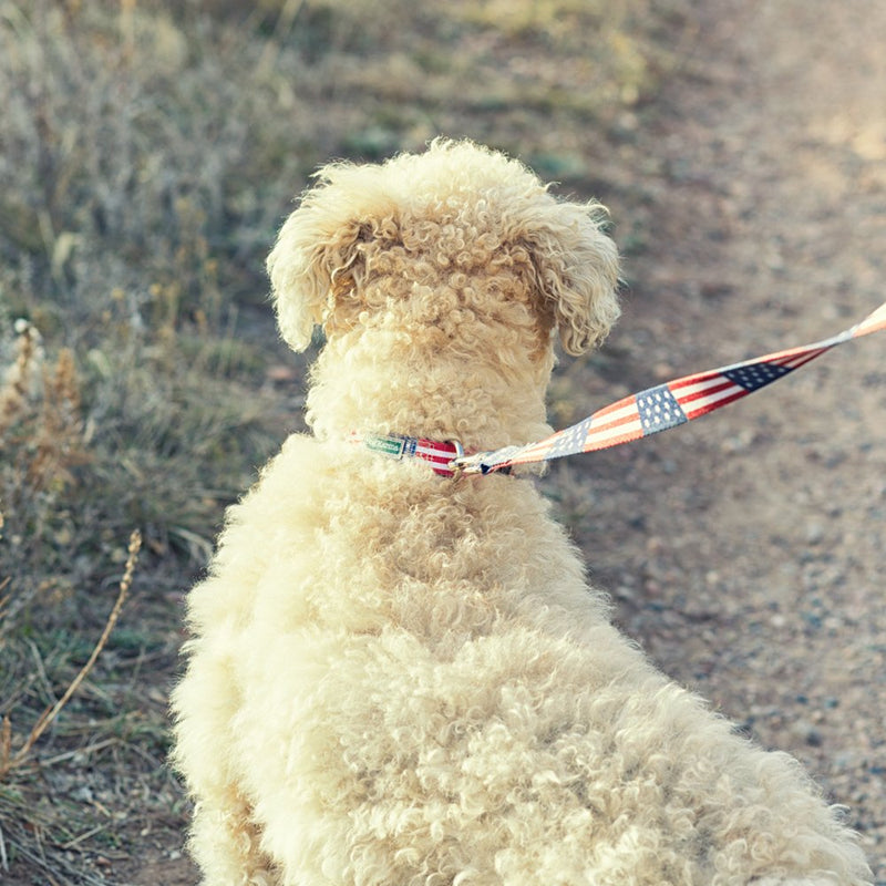 [Australia] - American Flag Dog Leash Large 