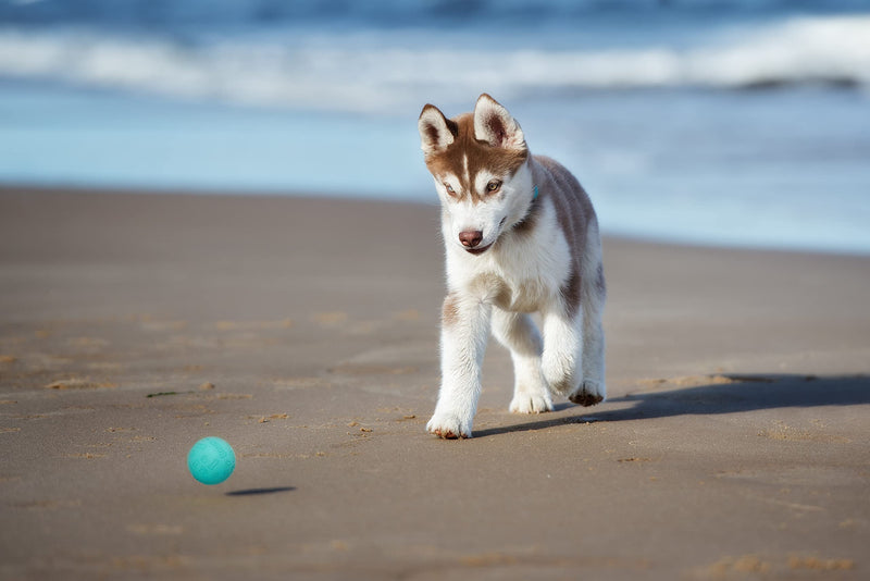 Snug Rubber Dog Balls for Small and Medium Dogs - Tennis Ball Size - Virtually Indestructible (3 Pack - Aqua) - PawsPlanet Australia