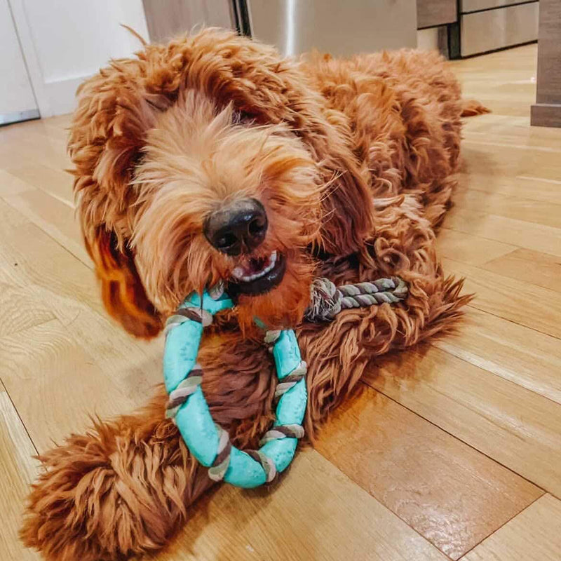 rocket & rex Dog Toy Pack, Chew Toys for Small Dogs and Dog Toys for Puppies, Safe & Non-Toxic, for Small to Medium Breeds, Includes Rope Toys, Plush Squeaky Toy, Ball and Tug of War Toy Cow Chew Toy Set - PawsPlanet Australia