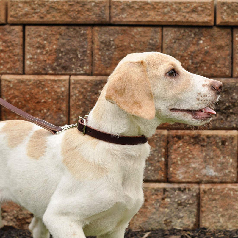 [Australia] - Coastal Pet Products DCP210312 Leather Latigo Dog Collar, 3/8 by 12-Inch 