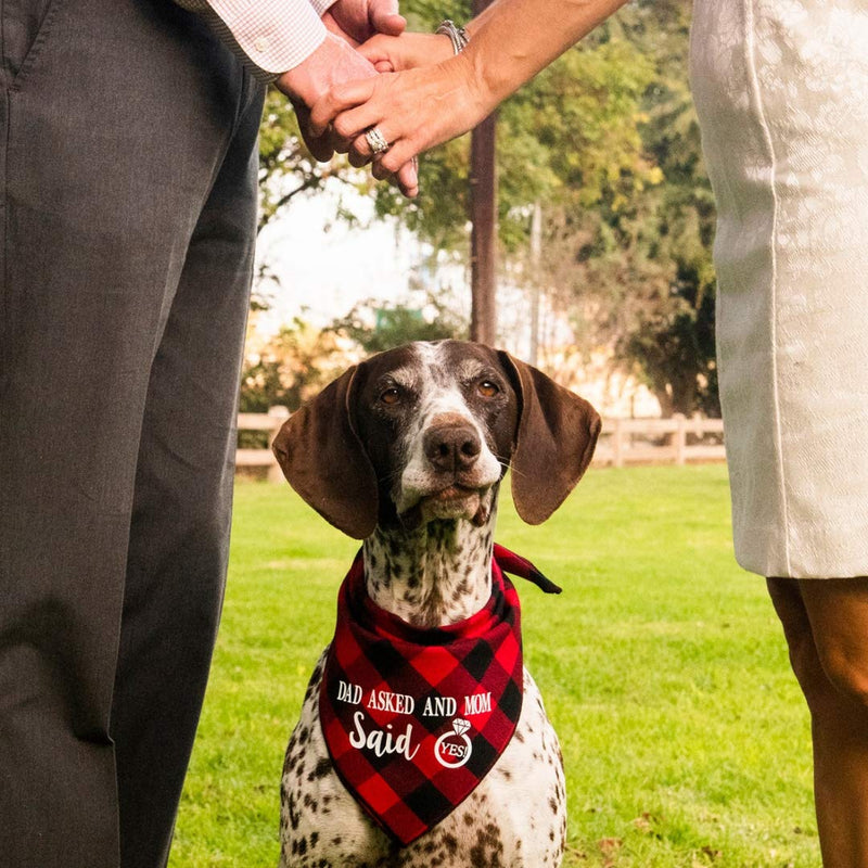 [Australia] - Willowear Dad Asked and Mom Said Yes Wedding Engagement Photos Bridal Shower Gift Puppy Dog Pet Bandanas Large Dad Asked and Mom Said Yes Red 