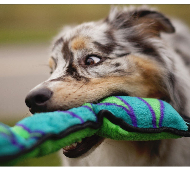 [Australia] - Outward Hound Invincibles Snake XL Blue 
