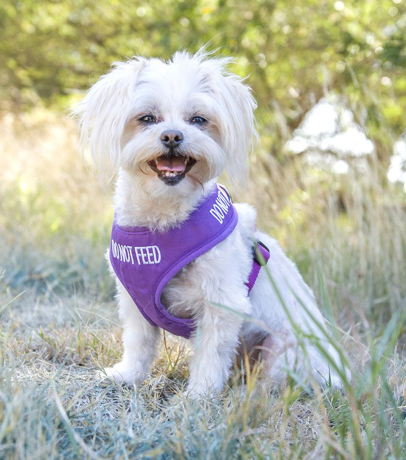 DO NOT FEED (Dog is on a Diet/Has Food Allergies) Purple Colour Coded Non-Pull Optional Padded and Waterproof Vest Dog Harness PREVENTS Accidents By Warning Others Of Your Dog In Advance (S) Small Harness - PawsPlanet Australia