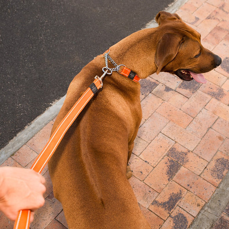 Reflective Nylon Choke Collar; Slip Show Obedience Training Gentle Choker for Extra Large Dogs, Turquoise - PawsPlanet Australia