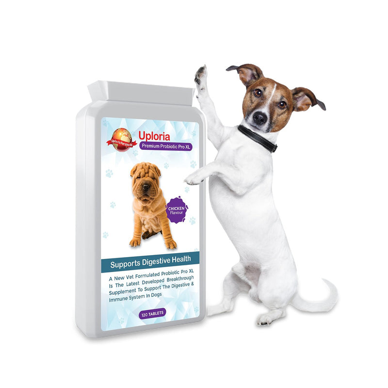 Uploria Pet World Probiotic Supplement For Dogs | 120 Chicken Flavour Tablets | Is Also A Immune System Supplements - PawsPlanet Australia