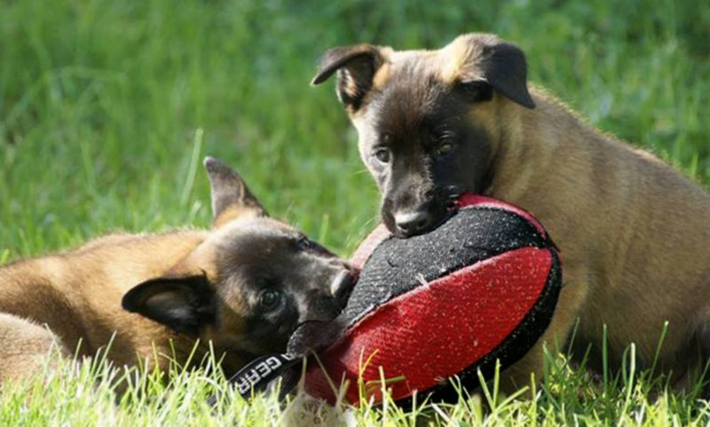 DINGO GEAR Dog Tug Ball Ø 16 cm Bite Training IGP K9 Fun Blue S02792 - PawsPlanet Australia