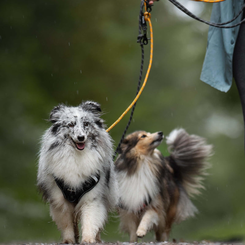Floxik Premium Dog Lead | Dog leash 3m adjustable - rope leash for small and medium-sized dogs - robust and stylish in gray or orange 3m | ø 8mm - PawsPlanet Australia