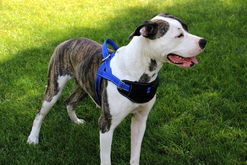 [Australia] - Max and Neo Passport Reflective Dog Harness - We Donate a Harness to a Dog Rescue for Every Harness Sold LARGE (23"-30" CHEST GIRTH) PINK 