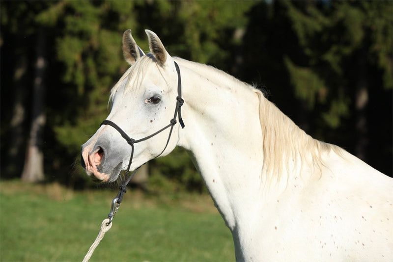 Natural Horsemanship Rope Halters Headcollars For Parelli Training in 11 Sizes - Miniature, Foal, Shetland, Weanling, Pony, Cob, Arab, Full Horse, Extra Full & Draft/Draught 01. Miniature Foal White - PawsPlanet Australia