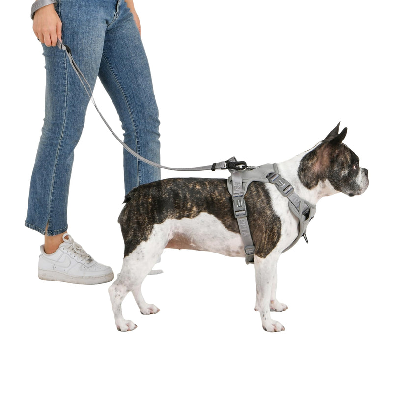 Puppia Jarek Dog Harness H Comfortable Sturdy Handle Adjustable Neck and Chest for Small and Medium Dogs - Grey - M - PawsPlanet Australia