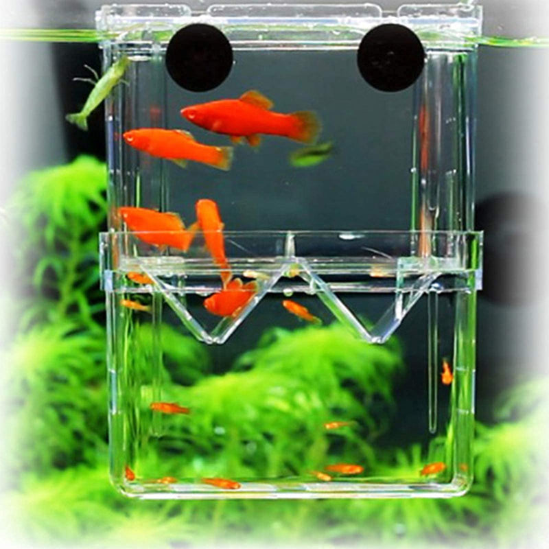 Semetall Aquarium Fish Breeding Box,Acrylic Fish Tank Hatchery Incubator Breeder Box Floating Transparent Fish Isolation Box with Suction Cups for Baby Fishes Shrimp Clownfish Small Fish(Small) - PawsPlanet Australia