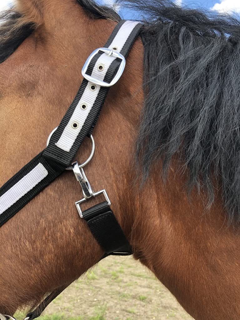 Halter for horses cold blood | Halter xxfull, stable halter| Halter adjustable 2 compartments on chin strap & headpiece (black-white, XXFull (cold blood)) black-white XXFull (cold blood) - PawsPlanet Australia