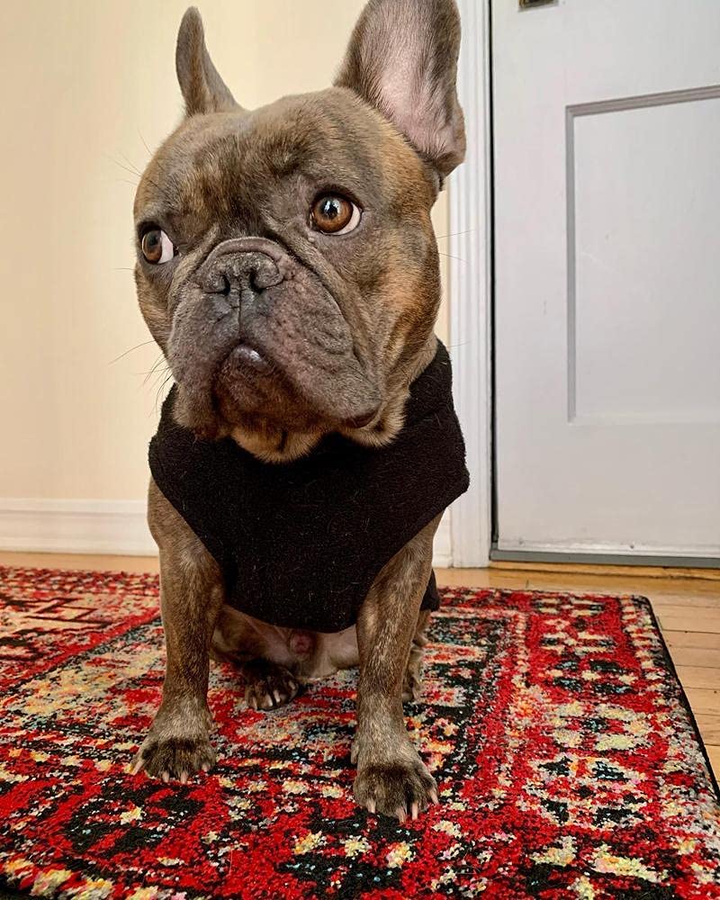 Gooby Stretch Fleece Vest Dog Sweater - Warm Pullover Fleece Dog Jacket - Winter Dog Clothes for Small Dogs Boy - Dog Sweaters for Small Dogs to Dog Sweaters for Large Dogs for Indoor and Outdoor Use Black X-Small Length (7") - PawsPlanet Australia