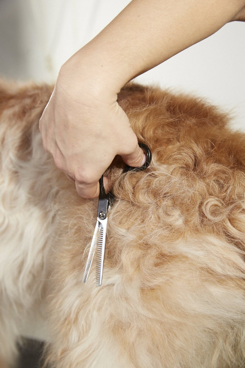 [Australia] - Andis Straight Shears, Professional Dog and Cat Grooming Right-Handed Thinning Shear 