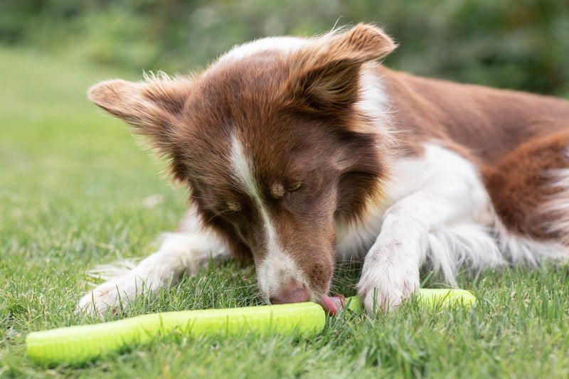 Trixie Snack Snake, treat activity toy for dogs - PawsPlanet Australia