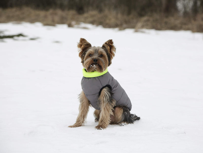 Maxi-Pet Charmonix 80660 Quilted Coat Medium 40 cm Grey/Neon/Yellow - PawsPlanet Australia