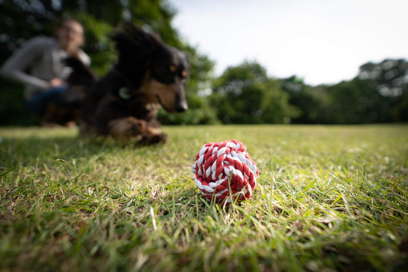 Doggy's Dozen – 13 Pack Set of Dog Toys and Ropes. Toys for Independent & Interactive Play. Ropes for Teething & Cleaning. A Bespoke set of Toys & Ropes. - PawsPlanet Australia