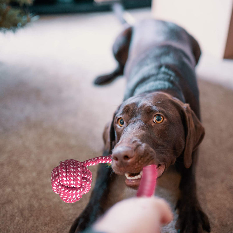 KEPLIN Chew Toys for Dogs or Puppies, Ropes for Teething or Training, 100% Quality Natural Cotton, Gift for Small, Medium or Large Dogs (10 pack) Style 2 - PawsPlanet Australia