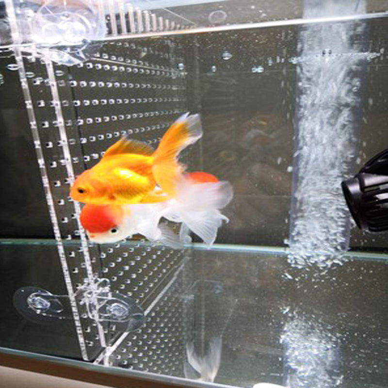 Alfie Pet - Rishi Aquarium Fish Tank Acrylic Divider Isolation Board (Suction Cup Included) Small - PawsPlanet Australia
