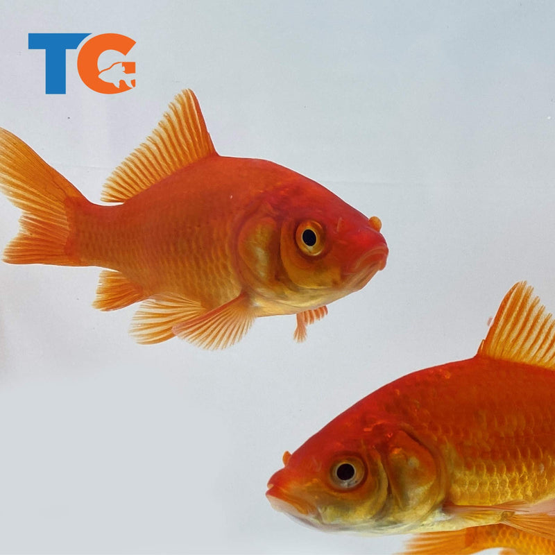 [Australia] - Toledo Goldfish Live Shubunkin and Comet Goldfish Combo for Ponds or Aquariums – USA Born and Raised – Live Arrival Guarantee 4 to 5 inches 6 Fish (3 of each) 