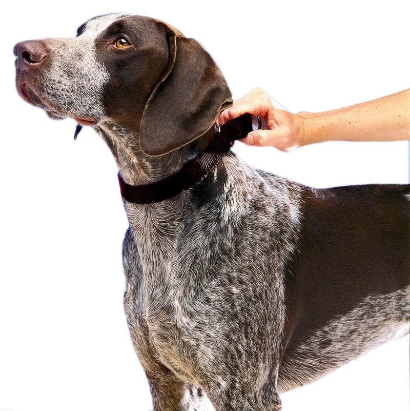 PetSafe Martingale Dog Collar, Alternative to Choke Collar BLACK SMALL (NYLON WIDTH 3/4") - PawsPlanet Australia
