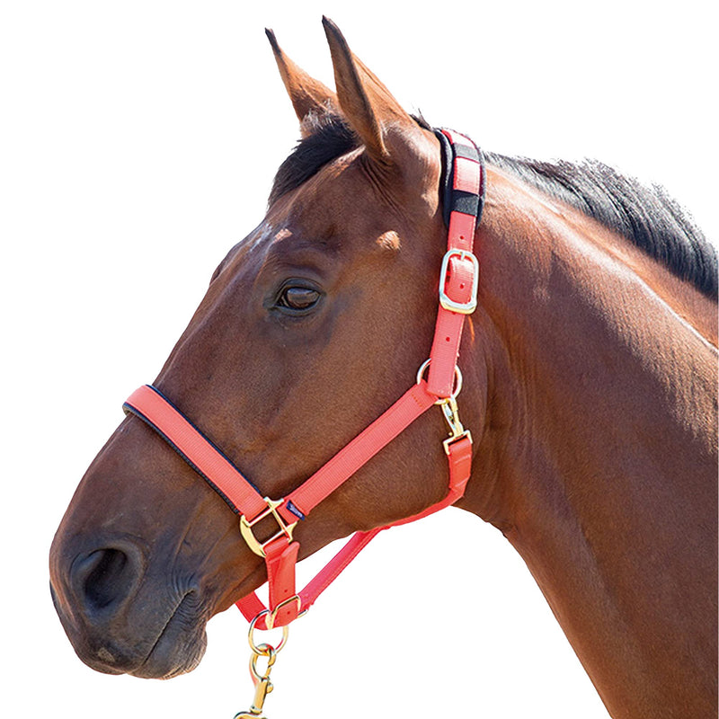 Topaz Nylon Head Collar Red Small Pony - PawsPlanet Australia