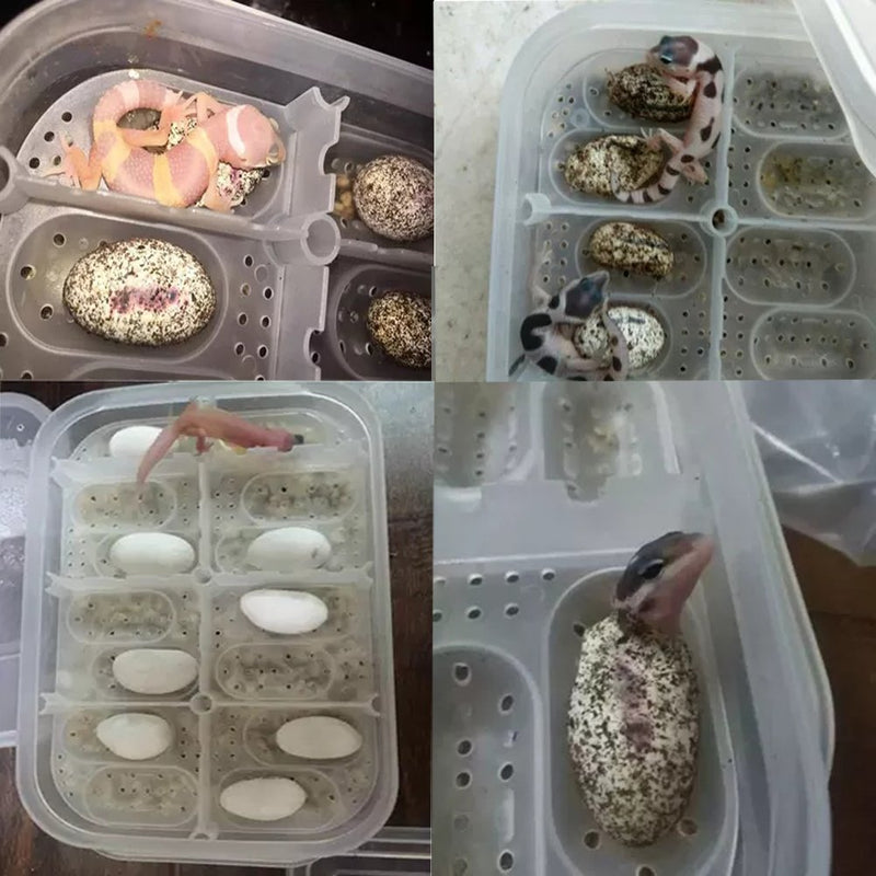 [Australia] - OMEM Reptile Breeding Box, Reptile Incubator, Hatchery Box, Suitable for Hatching Gecko, Lizards, Lions Mane, Reptiles Random Color 