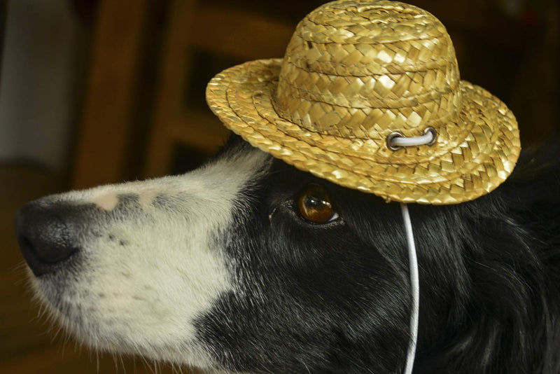 PROtastic Dog Cat Sombereo - Mini straw hat for your pet, great for instagram pictures and dressing up your pet. - PawsPlanet Australia