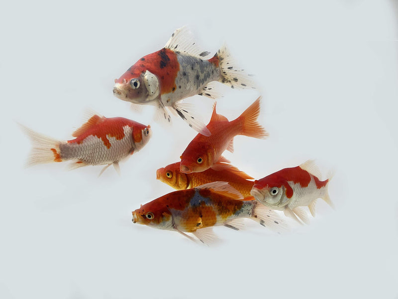 [Australia] - Toledo Goldfish Live Shubunkin, Sarasa, and Comet Goldfish Combo for Ponds or Aquariums – USA Born and Raised – Live Arrival Guarantee 3 to 4 inches 6 Fish (2 of each) 