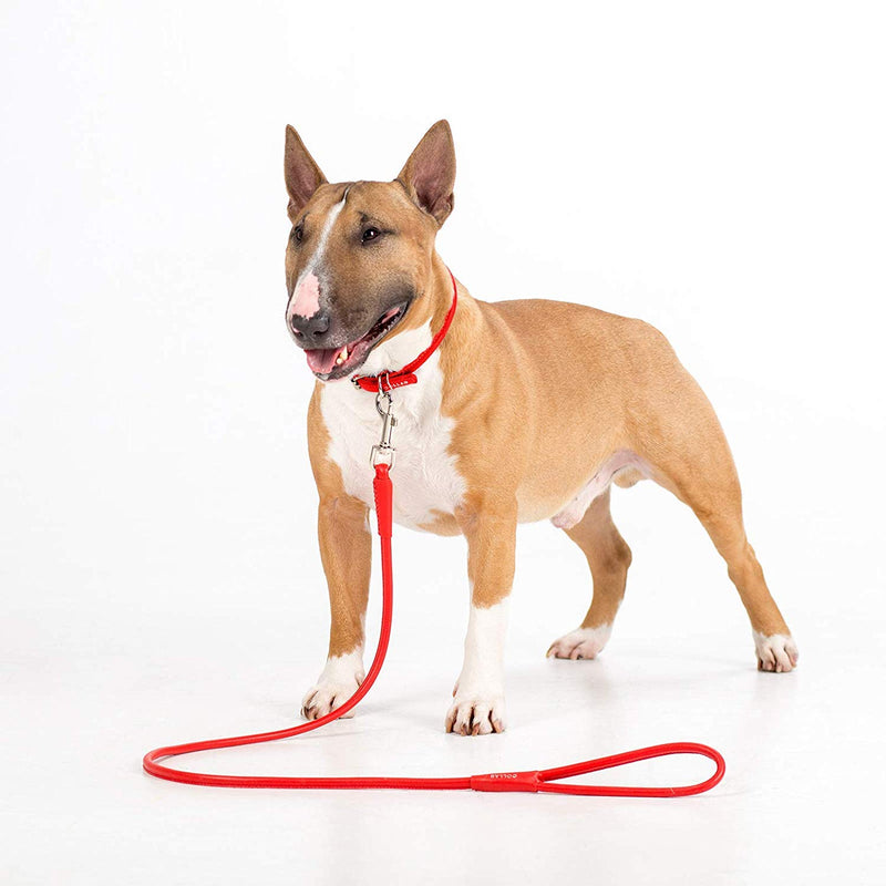 [Australia] - WAUDOG Rolled Leather Dog Collars for Large Dogs - Extra Large Dog Collar - Dog Collars for Large Dogs Heavy Duty - Dog Collar for Large Dogs Plus 20 4/5" - 24" Neck * 1/2" Wide Blue 