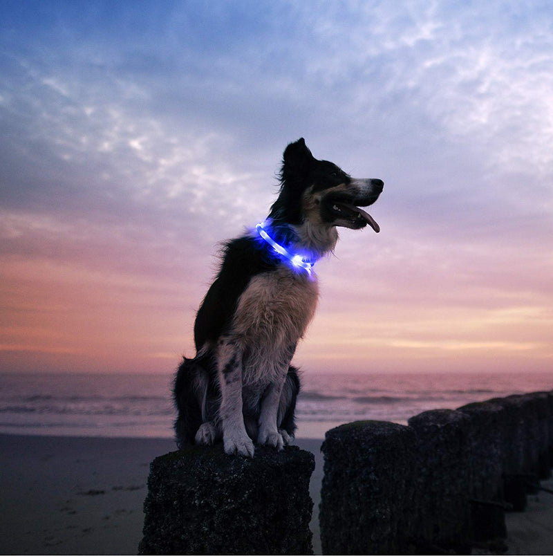 AnicollLED Dog Collar, USB Rechargeable Glowing Pet Safety Collars, Adjustable Cut to Any Size - Light Up Dog Collar for Small Medium Large Dogs and Cats- 3 Modes 12 Lights(Blue) Blue - PawsPlanet Australia