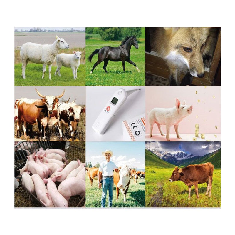 Animal Electronic Ehermometer Pet Thermometer Digital Thermometer is a Fast Rectal Thermometer for Dogs,Horse, Cats, Pigs,Sheep - PawsPlanet Australia