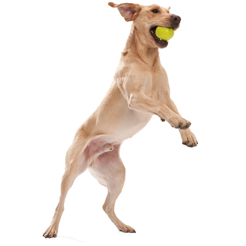 [Australia] - West Paw Design Jive Zogoflex Durable Ball Dog Chew Toy 3-1/4-Inch Tangerine 