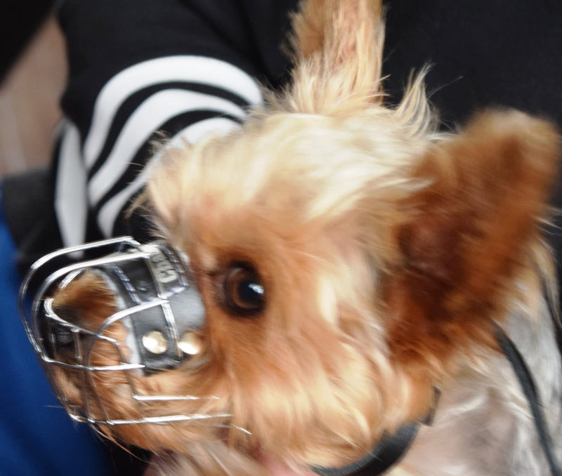 L&J Pets Uk New Wire Basket Dog Muzzle STRONG Metal for Rattler Yorkshire Terrier & other small dogs (Silver Basket / Black Leather, 0), (MK York) Silver Basket / Black Leather - PawsPlanet Australia