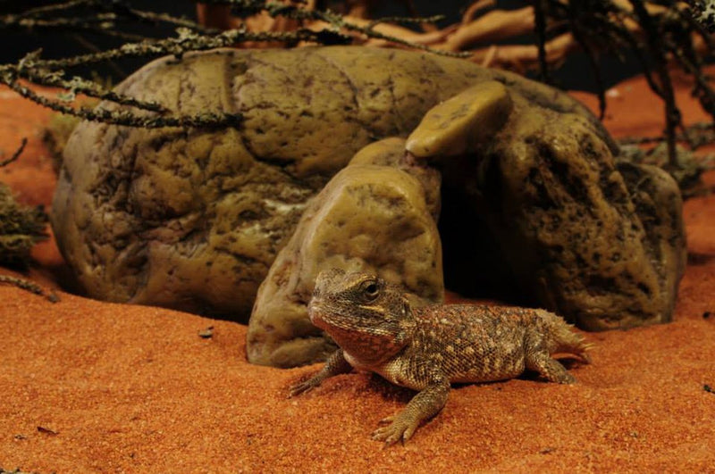 Exo Terra Reptile Hiding Cave, Small - PawsPlanet Australia