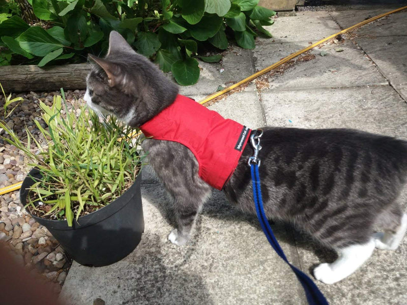 Mynwood Cat Jacket/Harness Red Adult Cat - PawsPlanet Australia