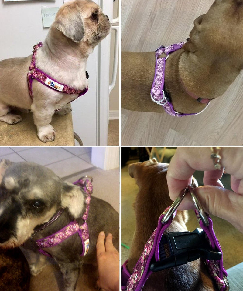 [Australia] - Rnker Step-in Harnesses, no Pull, Flowers Pattern hot Stamping, Neoprene Padded, Adjustable Walking, Training Dog Harness M (19.5-25.5" Chest Girth) Purple 