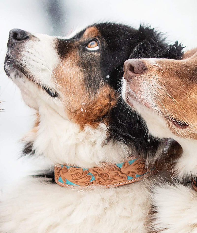 MICHUR Mariano Dog Collar Leather, Leather Collar Dog, Collar, Beige Blue Brown, LEATHER, with stamped floral patterns Neck circumference 16.14-19.29" - PawsPlanet Australia