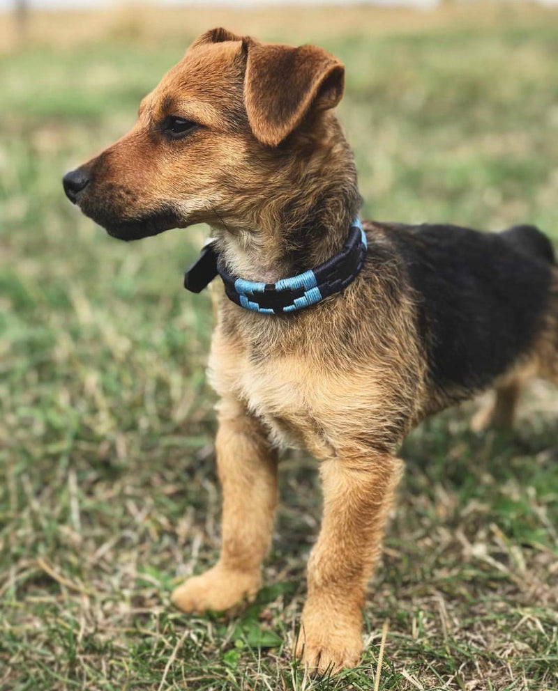 Azules Premium Argentine Leather Handcrafted Dog Collar - Gift Boxed by pampeano | Collars for all Breeds | 2.5cm Wide, Top Grain Brown Leather Stainless Steel Buckle - L/ 55cm - PawsPlanet Australia