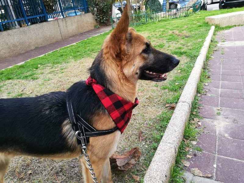 [Australia] - Blaoicni Dog Bandanas Pet Scarf Cute Plaid Triangle Scarf for Puppy Cat Kitten and Other Animals(6 Pack) Plaid Pattern 