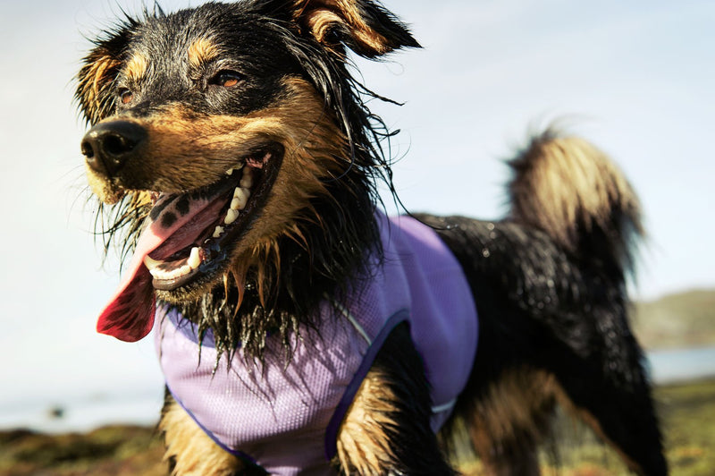 Hurtta Collection, Cooling Vest, Blue S - PawsPlanet Australia