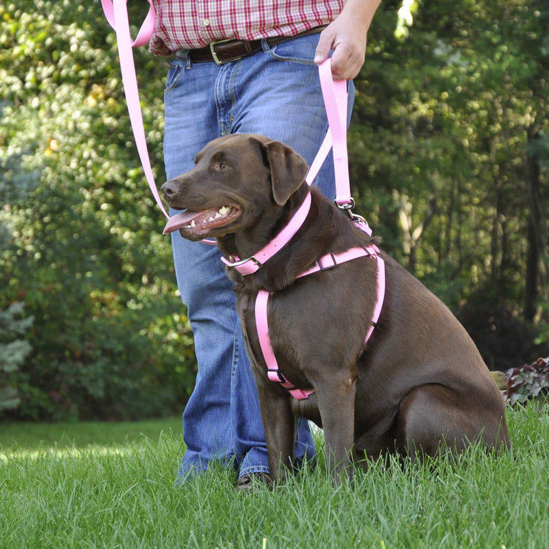 [Australia] - Coastal Pet Double Ply Dog Collar 1" Width by Adjustable Girth of 19" to 22", Neon Pink (1-Unit) 