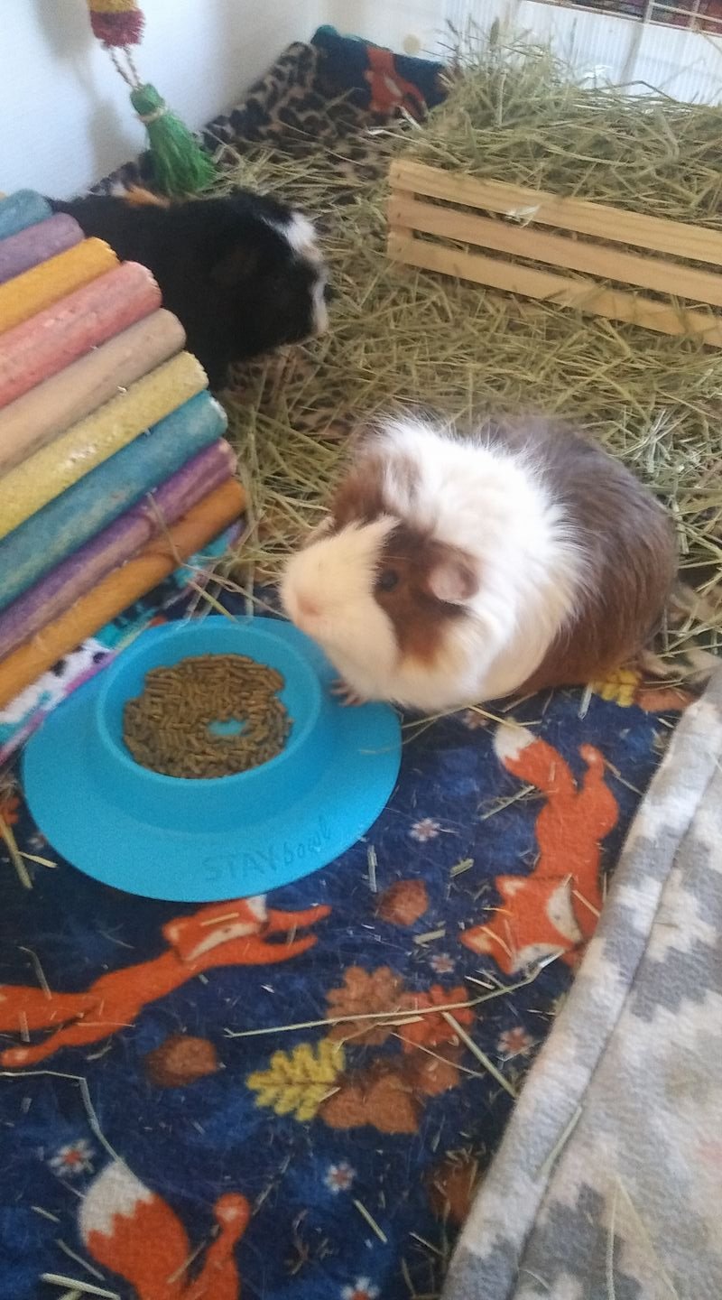 [Australia] - STAYbowl Tip-Proof Bowl for Guinea Pigs and Other Small Pets - Sky Blue - Large 3/4 Cup Size New 