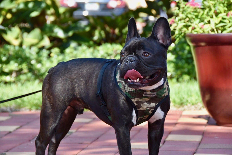 Parisian Pet Freedom Dog Harness, Camo, XS - PawsPlanet Australia