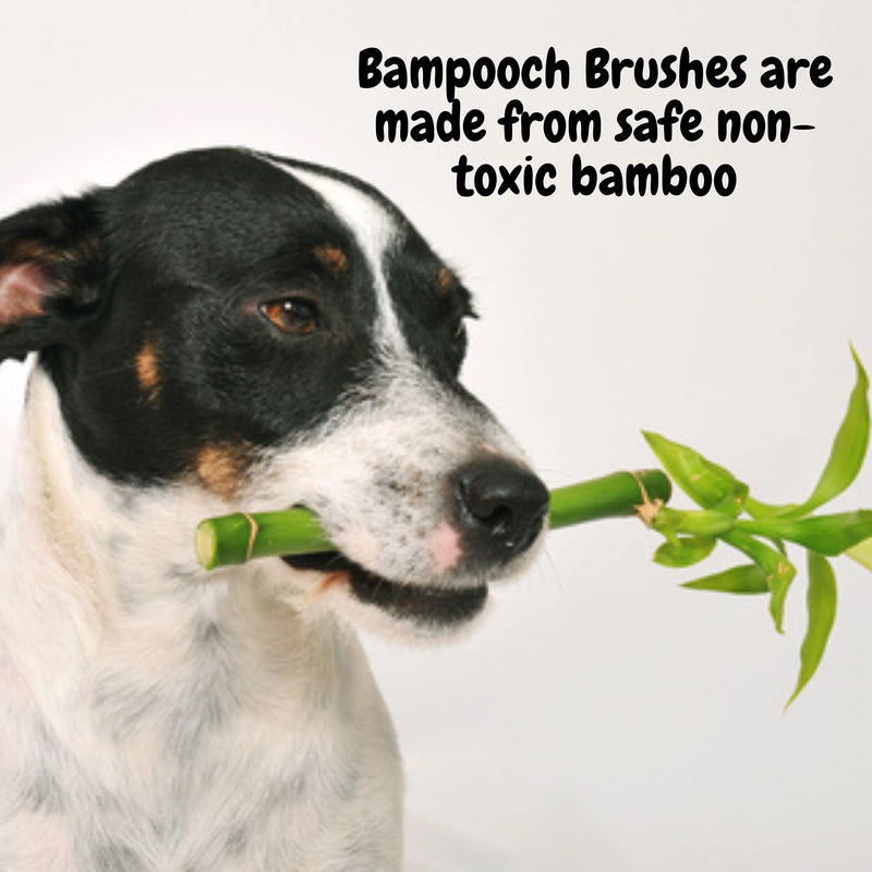 Bampooch Bamboo Dog Brush and Cat Brushes for grooming - Rounded Bristles, Natural Rubber - Grooming Tools for All Hair or Fur Types for a Glossy, Shiny Coat - Dog brush for shedding - PawsPlanet Australia
