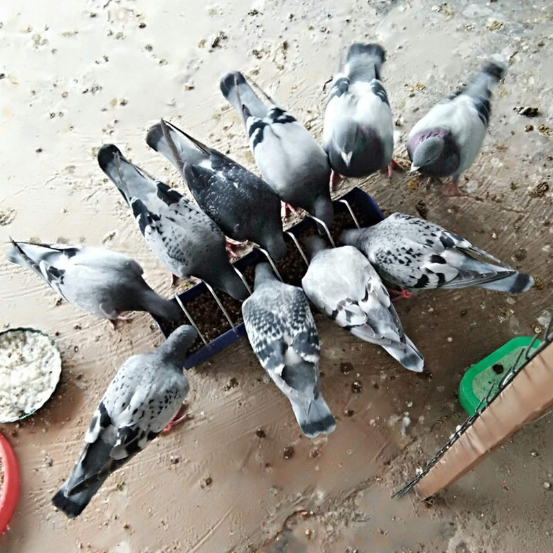 Pigeon Feeder 2pc Feeding Birds Chicken Feeder Parrots Feeder Bowl Bird Feeder for Poultry 40cm 16in/40cm - PawsPlanet Australia