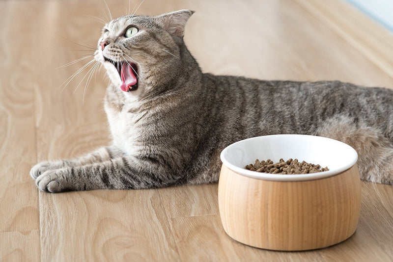 [Australia] - TigerLi Raised Cat Bowl 6" with Nature Bamboo Stand, Beautiful and Functional Design Pet Feeder Ceramic 