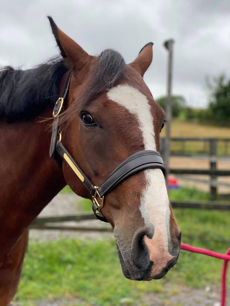 Equipride ARGENTINAN COW LEATHER HEADCOLLAR WITH NAME PLATE FULLY ADJUSTABLE BROWN (Full) Full - PawsPlanet Australia