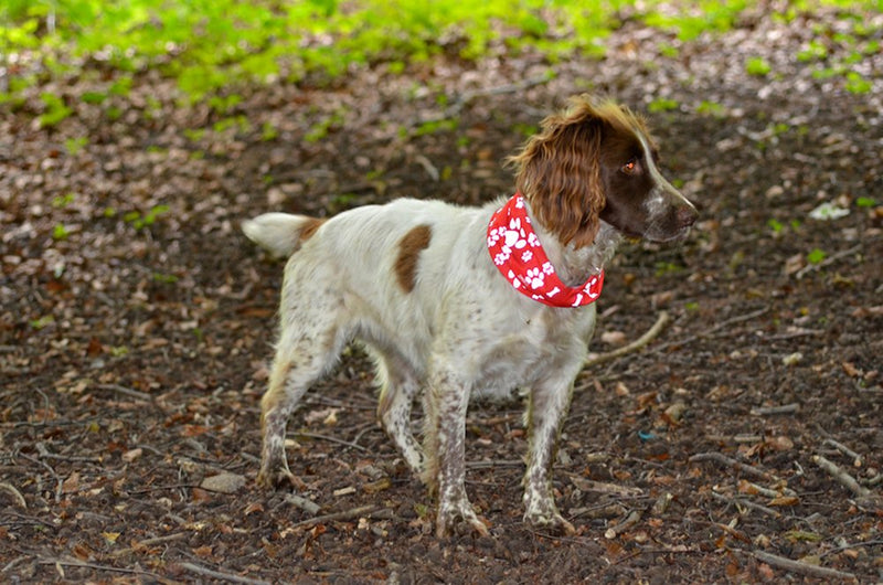 Ruffnek REFLECTIVE RED PAW & BONE PRINT DOG SCARF/COLLAR/BANDANA BE SAFE, BE SEEN - PawsPlanet Australia